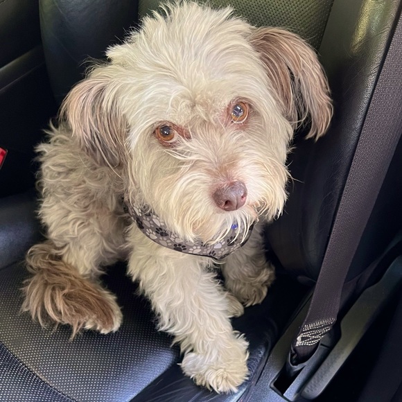 Meet your Posher, Mel - Picture 1 of 1